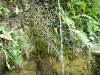 Pondok-Hotspring 19